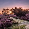 Purple Heath during sunrise by Rick van de Kraats