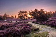 Paarse Heide tijdens de zonsopkomst van Rick van de Kraats thumbnail