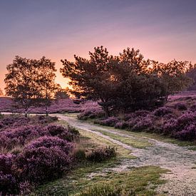 Purple Heath during sunrise by Rick van de Kraats