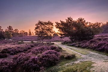 Purpurheide bei Sonnenaufgang von Rick van de Kraats