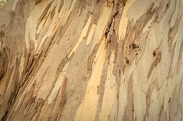 Eucalyptus Bark in Australia von Sven Wildschut