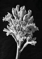 Floral 01