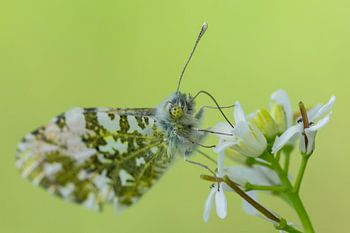 Der Oranjetipp im Rampenlicht