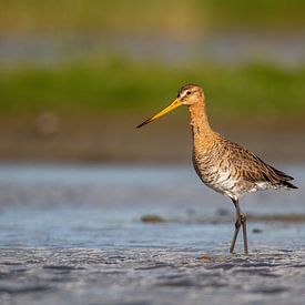 Black-tailed godwit in a puddle by Pieter Elshout