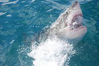 Witte haai van Frank Heinen thumbnail