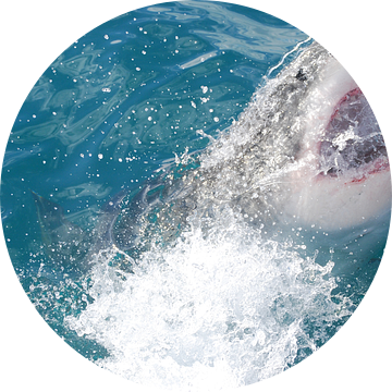 Witte haai van Frank Heinen