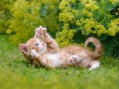 Playful Kitten in a Garden by Katho Menden thumbnail