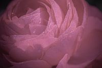 Rosentropfen