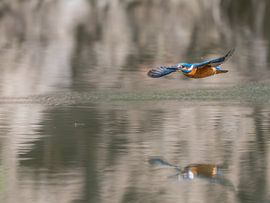 Eisvogel im Flug von Lies Bakker