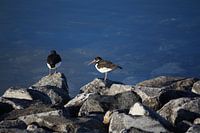 Oystercatchers on the water
