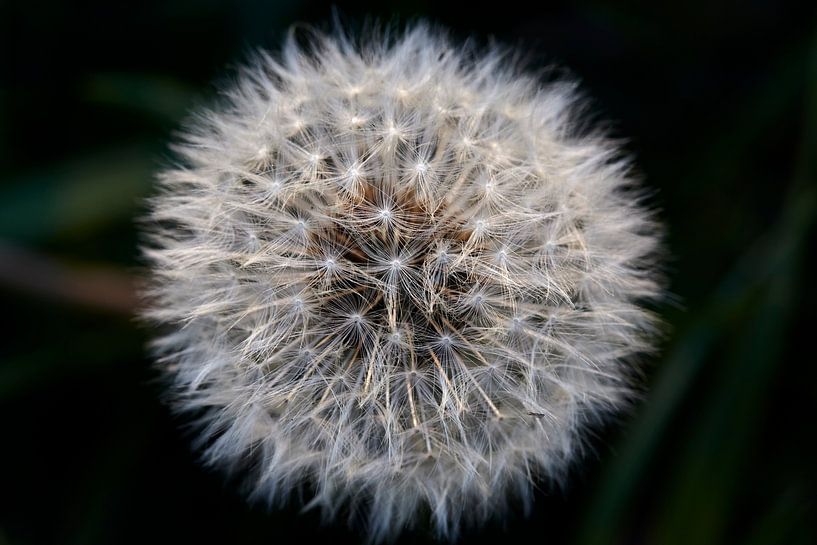 Dandelion by Graham Forrester