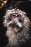 Portret van een aap in het Monkey Forest