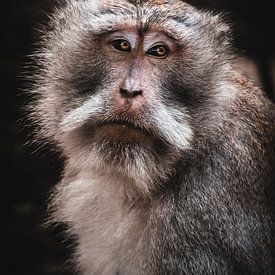 Balinesischer Affe von Bob Beckers