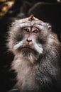 Balinesischer Affe von Bob Beckers Miniaturansicht
