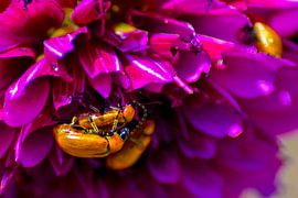 Insect love by Winfred van den Bor