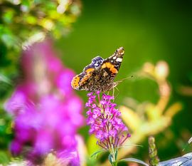 Macro of an admiral butterfly on a summer lilac flower by ManfredFotos