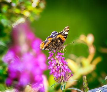 Macro van een admiraalvlinder op een zomerlila bloem van ManfredFotos