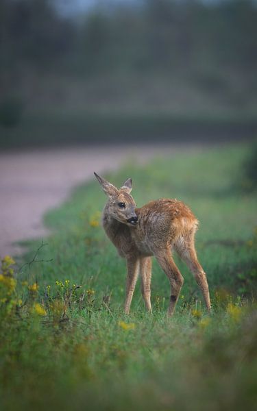 Rehkitz von Andy van der Steen - Fotografie