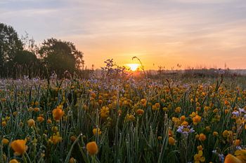Boterbloemen tijdens de zonsopgang Drenthe