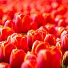 Champ de tulipes aux Pays-Bas sur Sjoerd van der Hucht