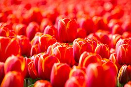 Tulpenfeld in den Niederlanden von Sjoerd van der Hucht