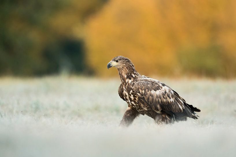 White-tailed Eagle ( Haliaeetus albicilla ) juvenile, walking over a frozen meadow by wunderbare Erde