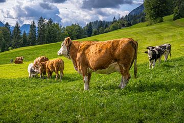 Glückliche Kühe in den Alpen von ManfredFotos