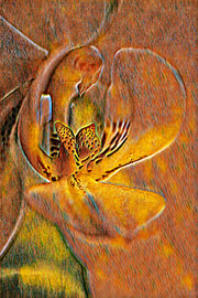 Amber Blossom by Alberé de Ville