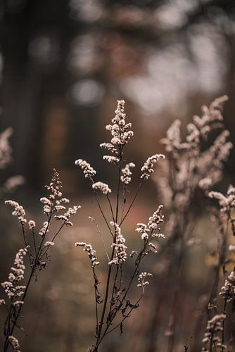 Herbst auf dem Lonnekerberg in Twente, Niederlande 2