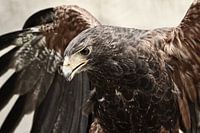Stoer en krachtig portret van roofvogel met slaande vleugels