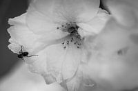 '' Fleeing'' ant