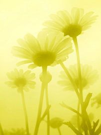 Sommerzeit von Harrie van der Meer