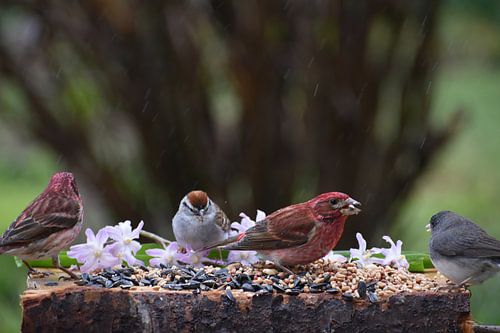 Vogels bij de Garden Feeder