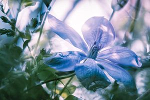 Clematisblüte im Traumland