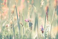Dreamfields (I)