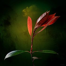 Casplantjes - Red Spark van Cas Slagboom