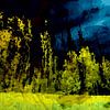 Nachtelijke bomenrij in de Biesbosch van Peter Baak