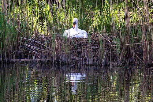 Vrouwtjeszwaan alleen op het nest