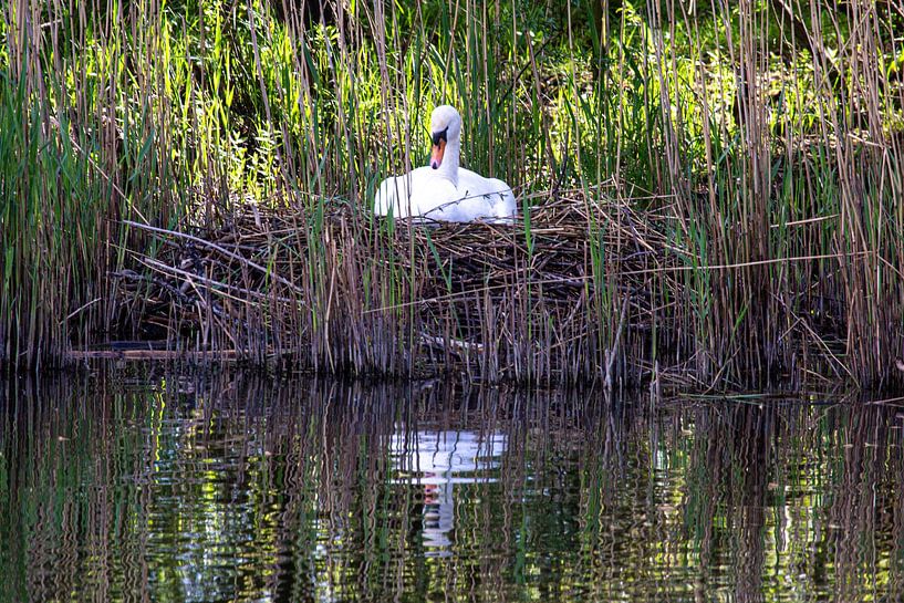 Femelle cygne seule sur le nid par Strooptocht.EU