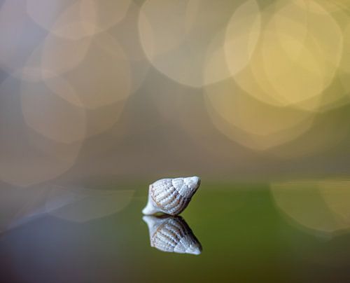 Mini hearing (shellfish species)