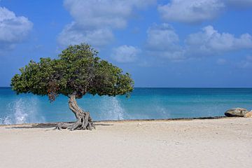 dividivi tree Aruba