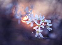 Tekenen van Lente II