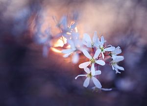 Signes du printemps II