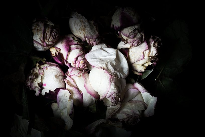 Still life roses 1 by Su The Dreamoffice Director