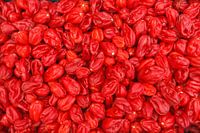 Rode adjoema pepers