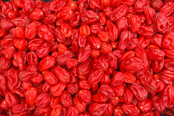 Rode adjoema pepers