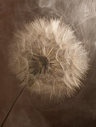 Contrast en Verfijning - Een Tragopogon in de Spotlight