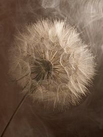 Contraste et raffinement - Un Tragopogon à l'honneur sur Marjolijn van den Berg