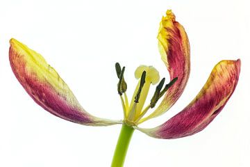 Tulipe en pleine croissance sur fond blanc sur Carola Schellekens