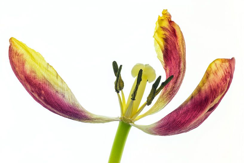 Gewachsene Tulpe mit weißem Hintergrund von Carola Schellekens